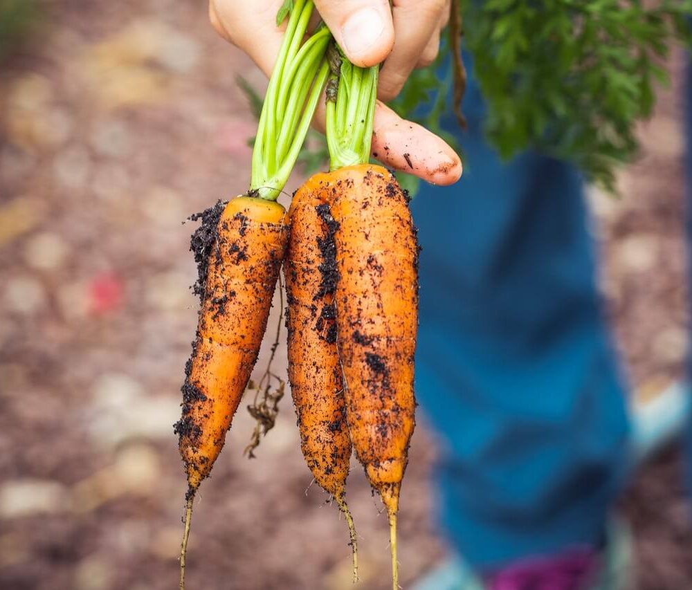 Carrots