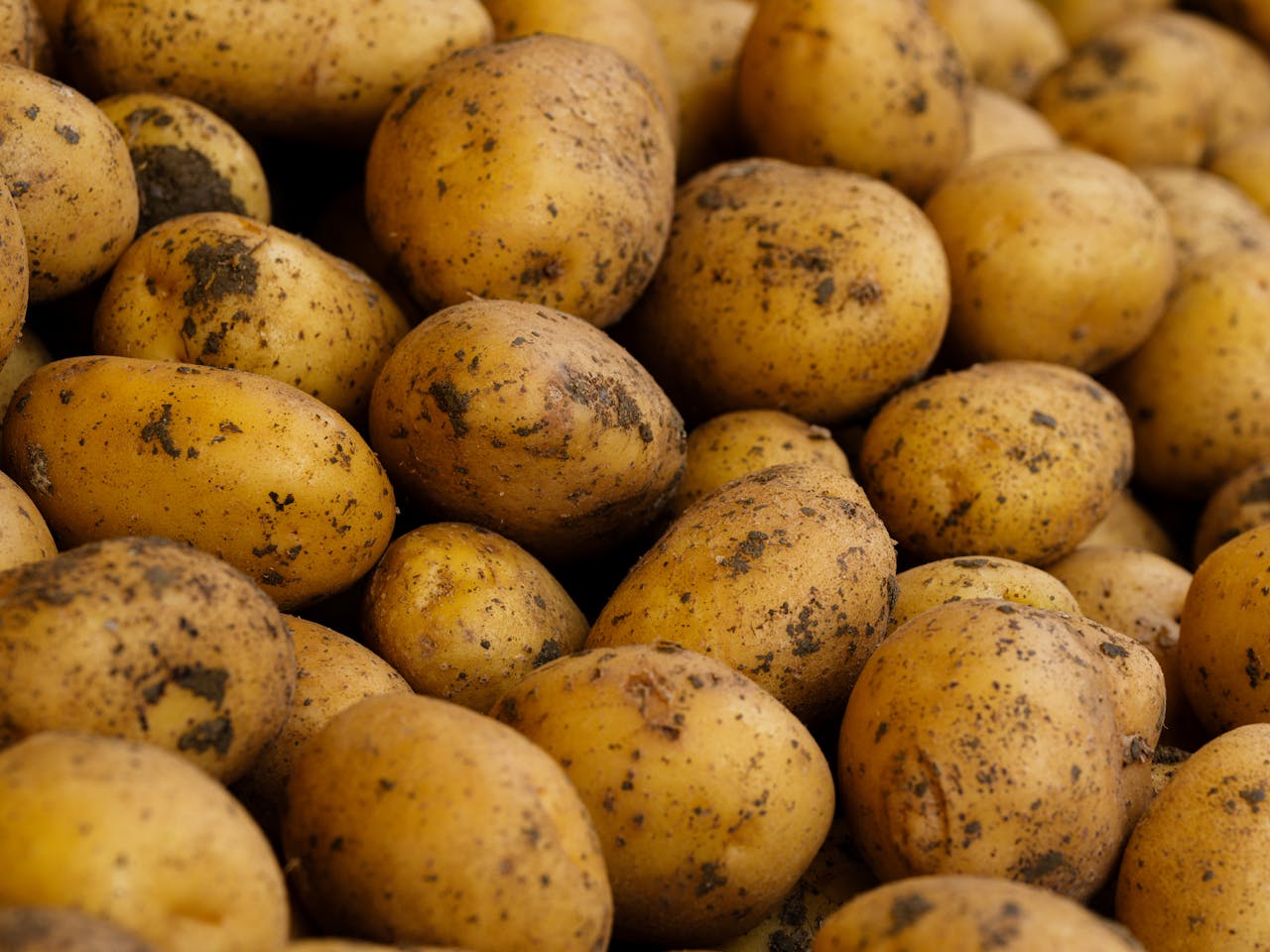 Wexford Queen Potatoes
