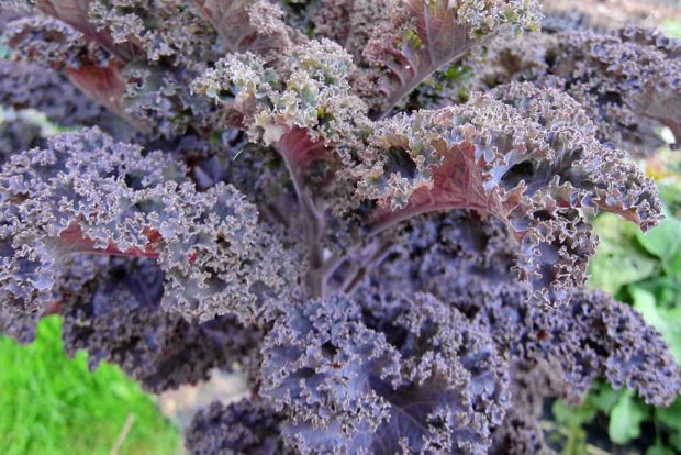 Red Curley Kale