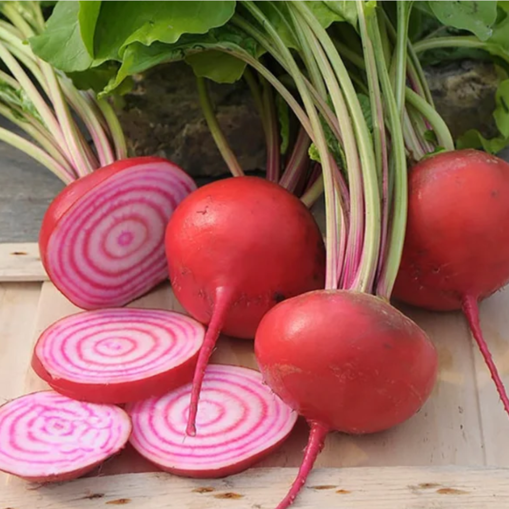 Chioggia Beetroot – Tondo di Chioggia