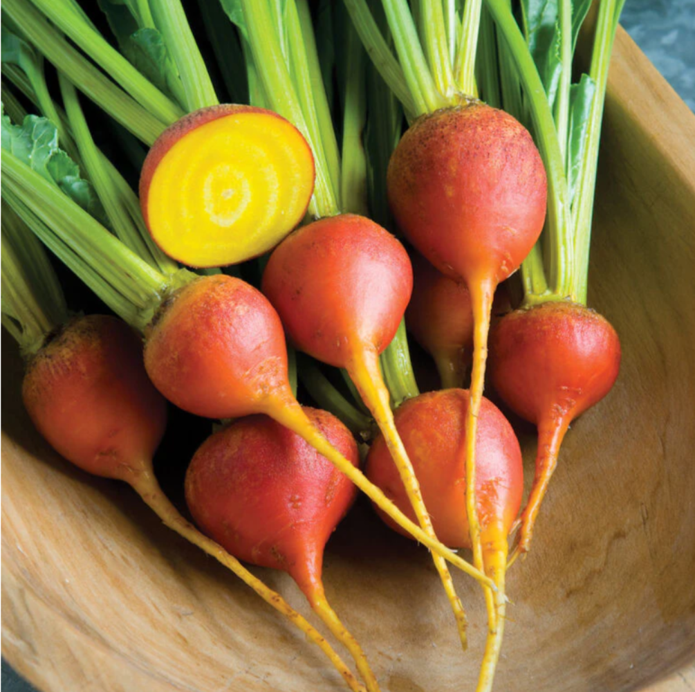 Golden Beetroot