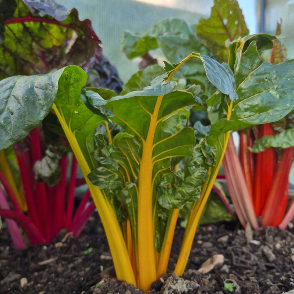 Rainbow Chard