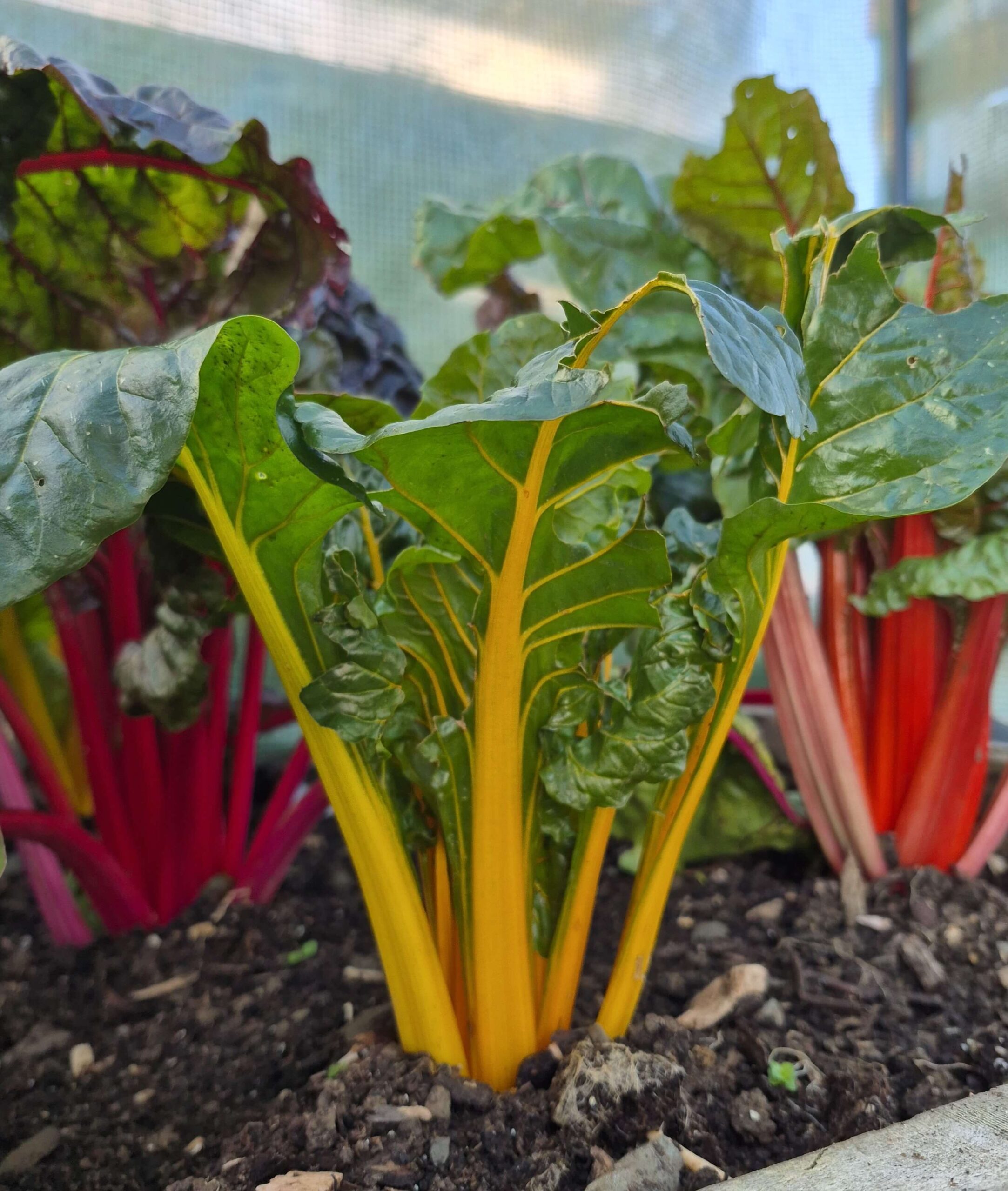 Rainbow Chard