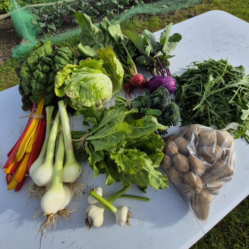 Summer Veg Box